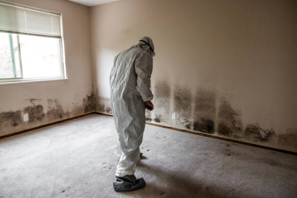 Reliable La Huerta, NM Mold Removal Solutions